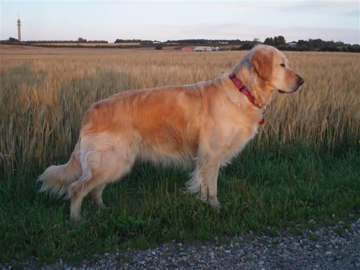 Golden retriever Caseih billede 11