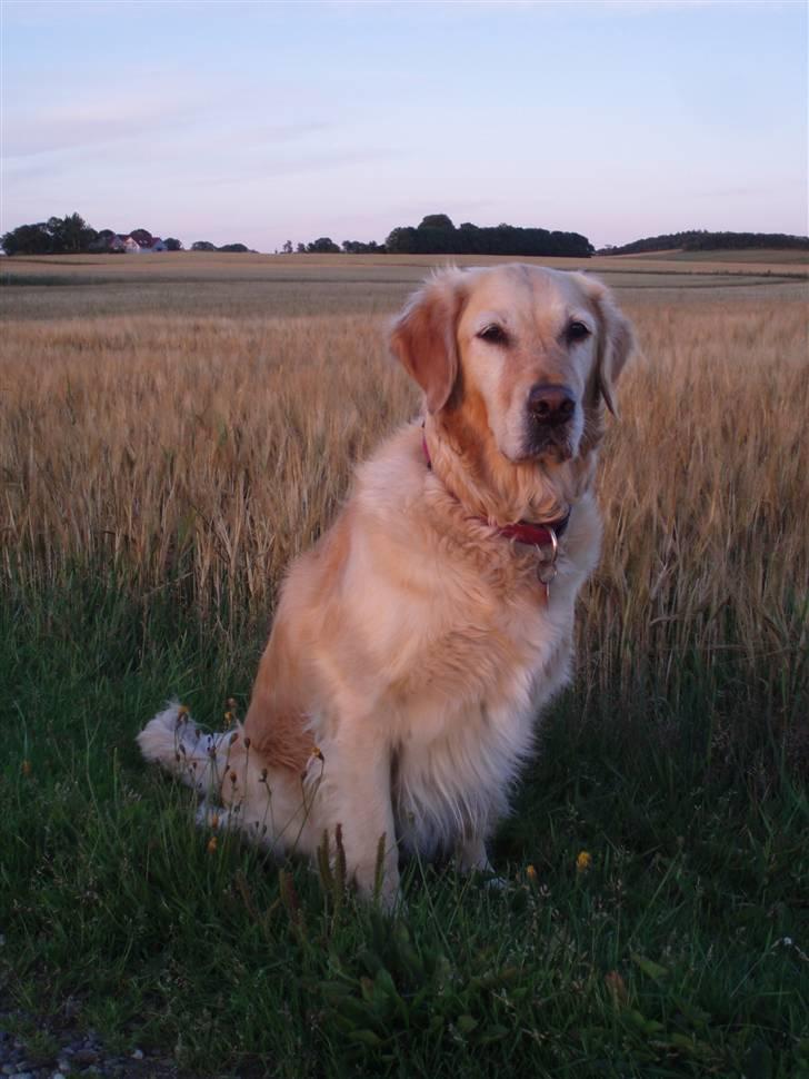 Golden retriever Caseih billede 12