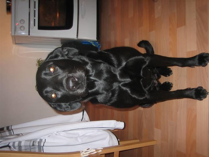 Labrador retriever sillle - jeg er bare så flot sys i ikk? billede 8