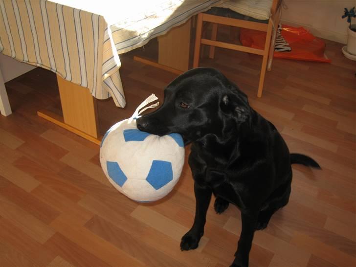 Labrador retriever sillle billede 10