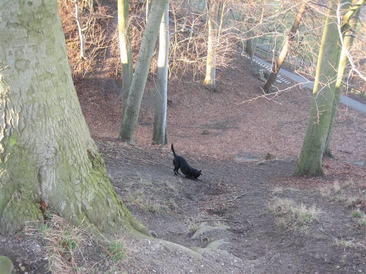 Labrador retriever sillle - sille der er løbet ned efter sin pind billede 11