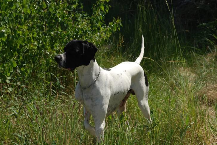 Pointer Victor billede 2