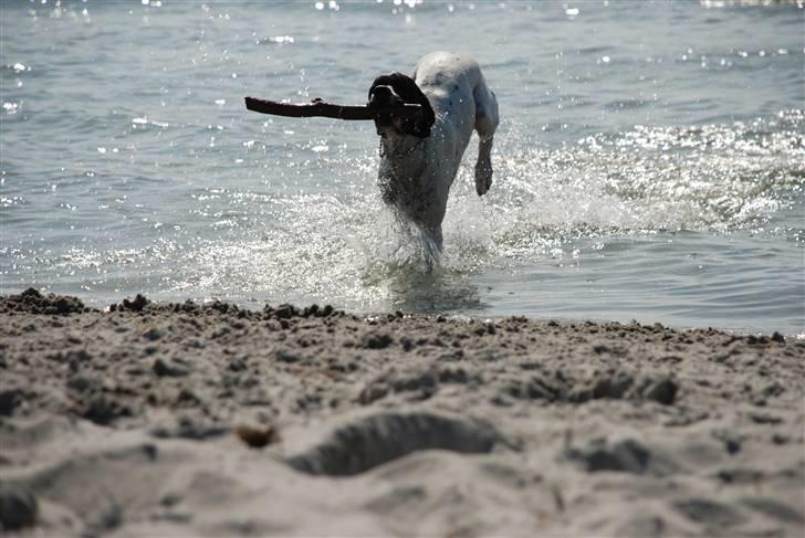 Pointer Victor billede 3