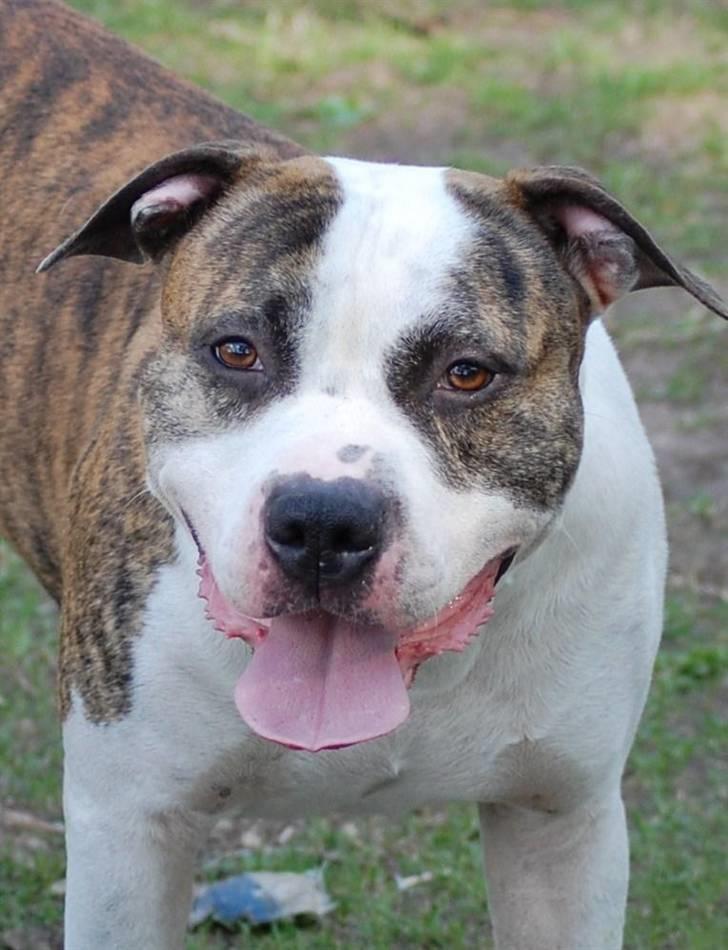Amerikansk staffordshire terrier Djarnis - Hej jeg er Djanis billede 1