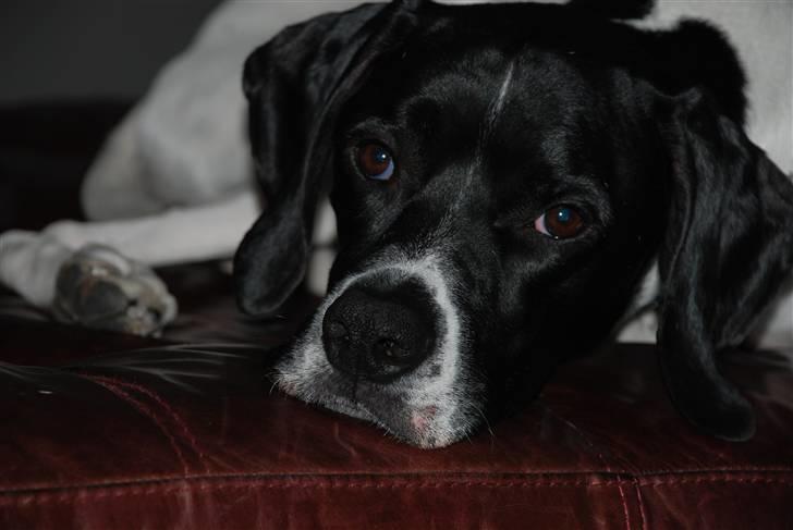 Pointer Victor billede 4