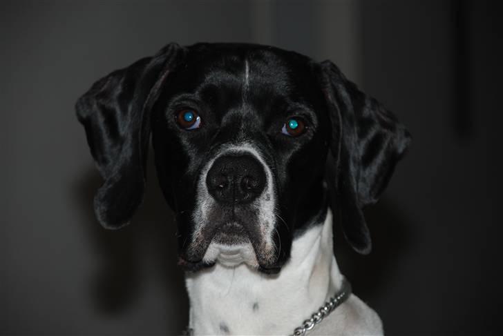 Pointer Victor billede 5