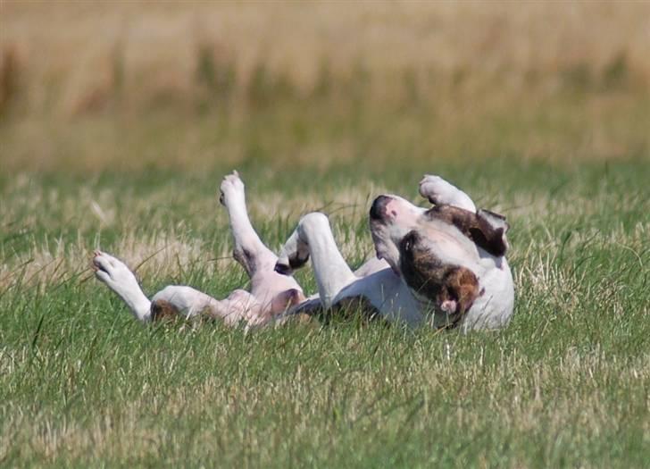 Amerikansk staffordshire terrier Djarnis - Det er bare så skøøøønt billede 2