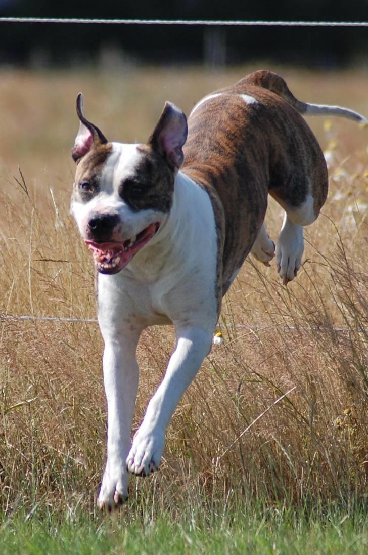 Amerikansk staffordshire terrier Djarnis - Jeg kan også springe billede 3