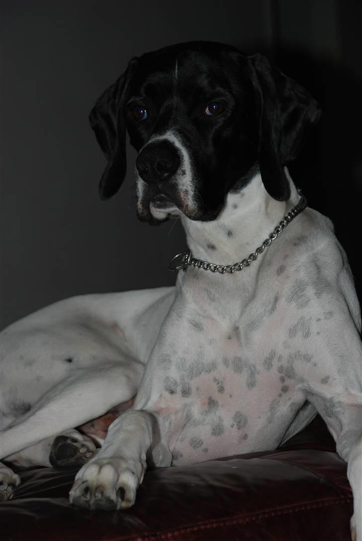 Pointer Victor billede 6