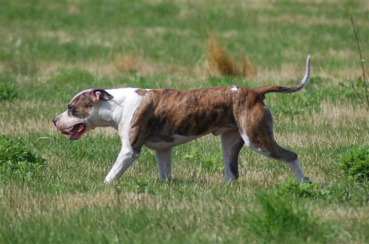 Amerikansk staffordshire terrier Djarnis - Flot fyr ikk ? billede 4