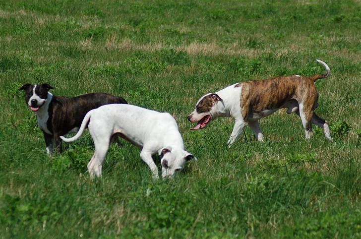Amerikansk staffordshire terrier Djarnis - Mig sammen med min mor og lillesøster billede 5