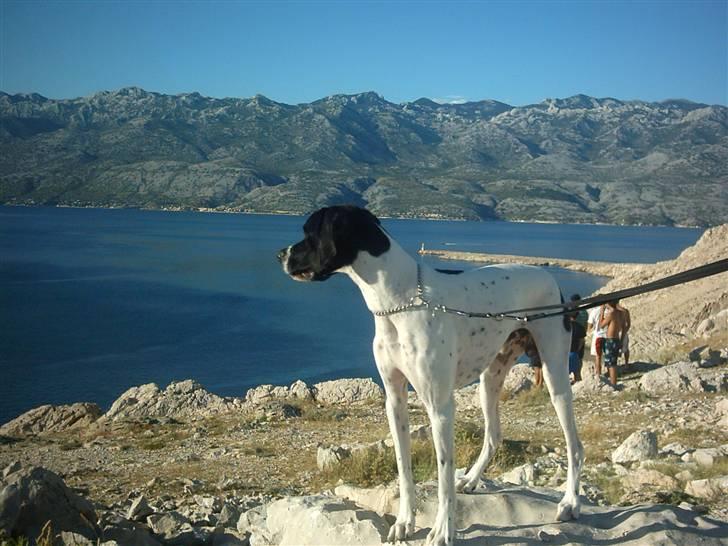 Pointer Victor billede 7