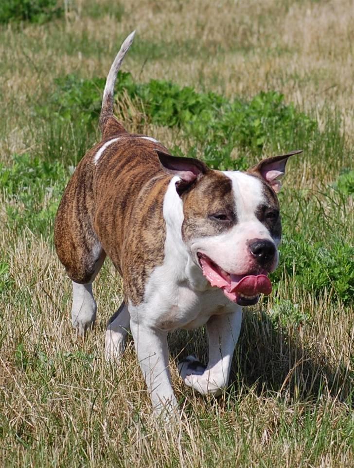 Amerikansk staffordshire terrier Djarnis - Så er det bare derud`a billede 6