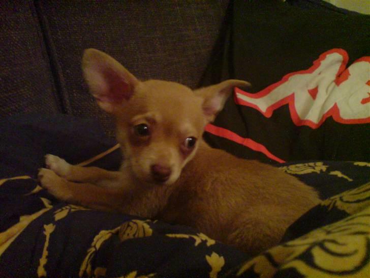 Chihuahua Fibbas billede 1