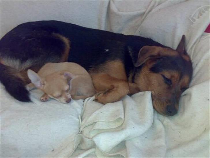 Chihuahua Fibbas billede 2