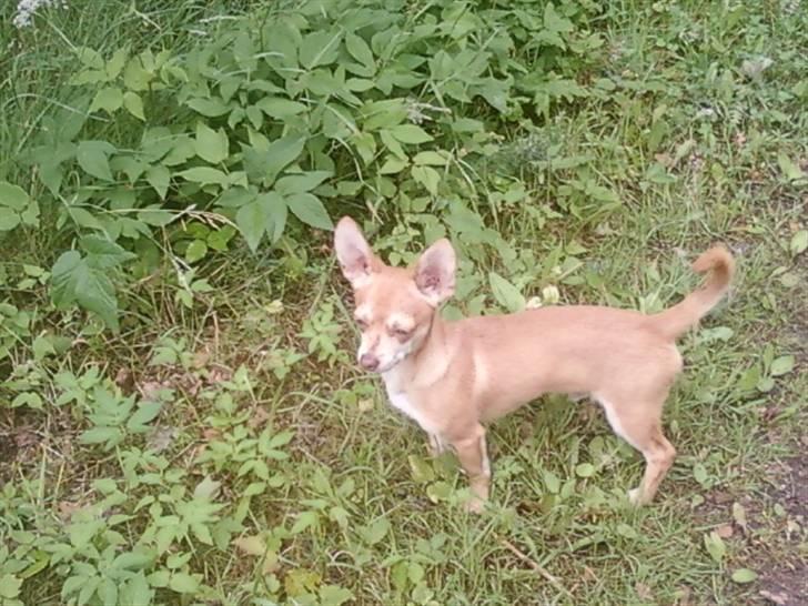 Chihuahua Fibbas billede 3