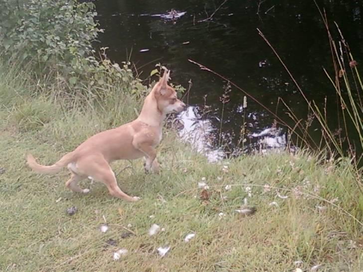 Chihuahua Fibbas billede 4