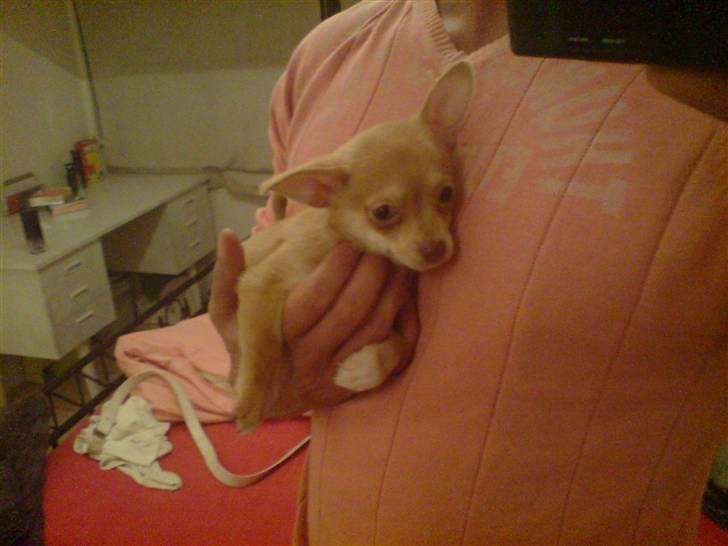 Chihuahua Fibbas billede 5