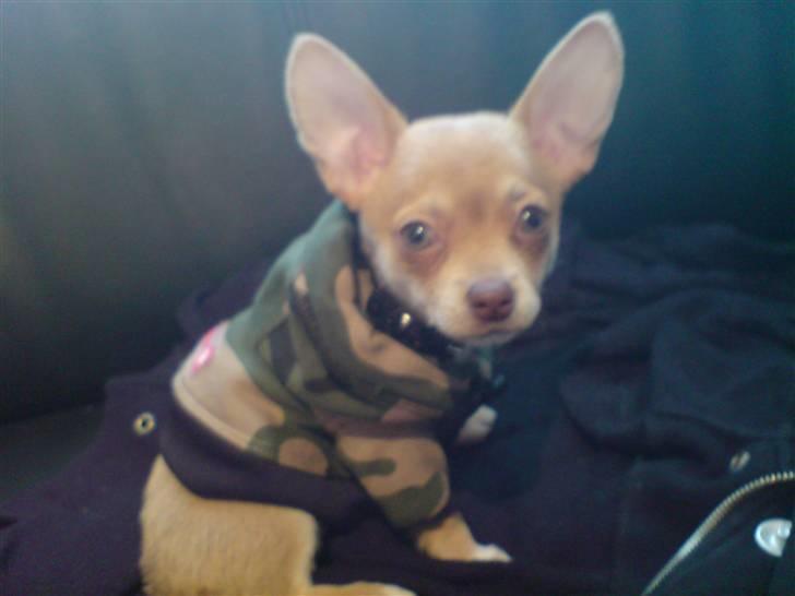 Chihuahua Fibbas billede 6