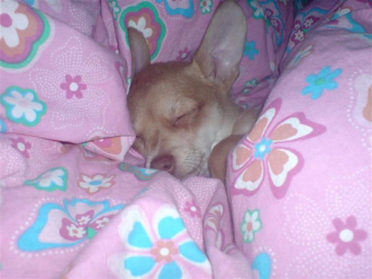 Chihuahua Fibbas billede 7