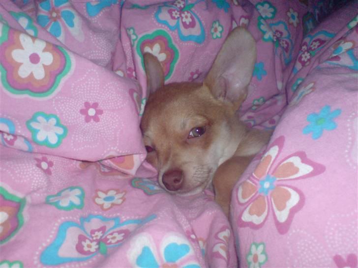 Chihuahua Fibbas billede 8