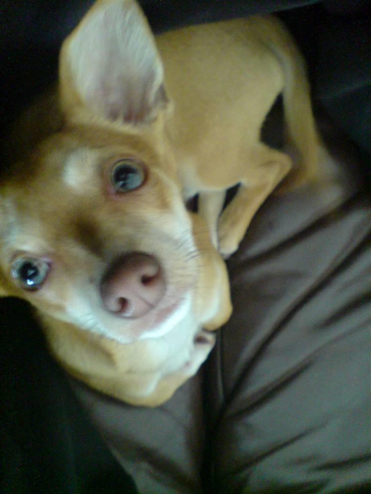 Chihuahua Fibbas billede 9