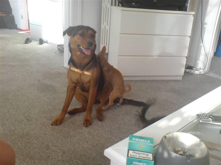 Chihuahua Fibbas billede 10