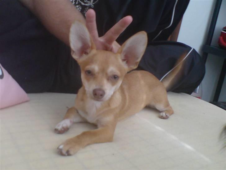 Chihuahua Fibbas billede 11