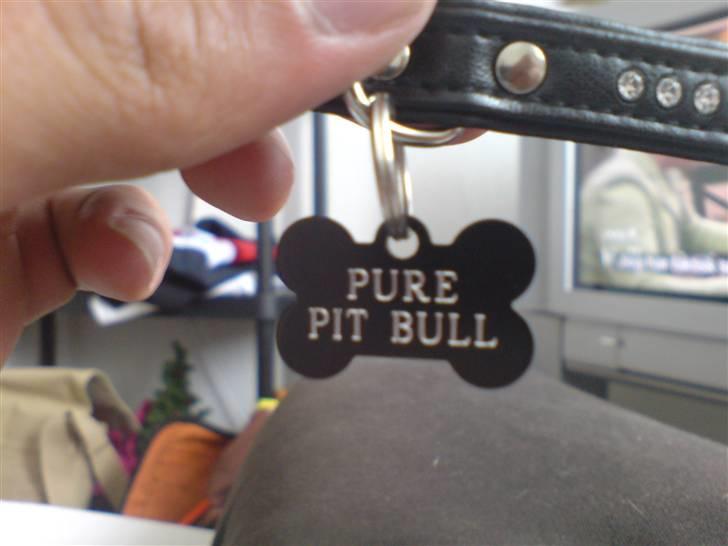 Chihuahua Fibbas billede 12