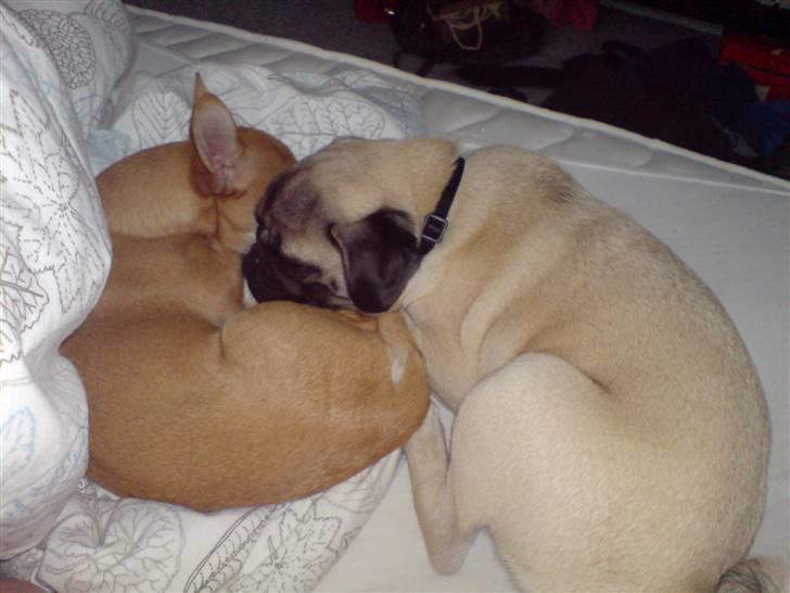 Chihuahua Fibbas billede 13