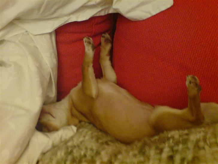 Chihuahua Fibbas billede 14