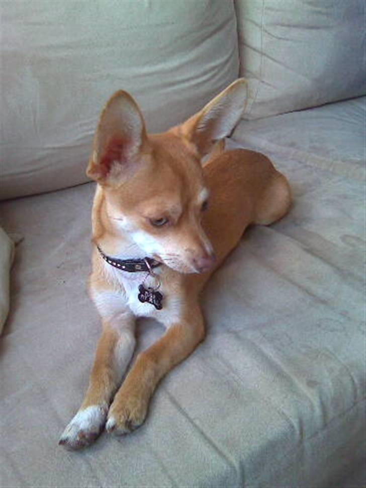 Chihuahua Fibbas billede 15