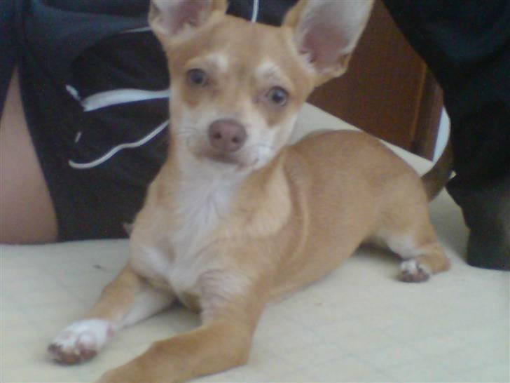 Chihuahua Fibbas billede 16