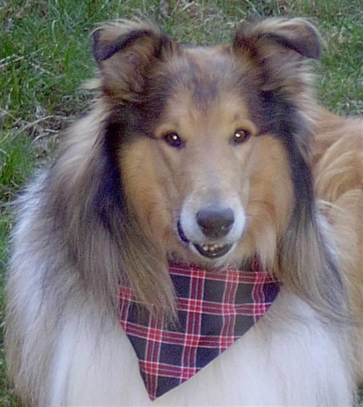 Collie langhåret yankie billede 1