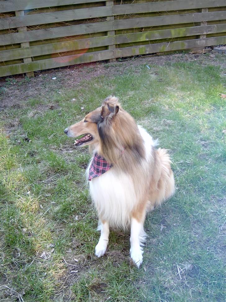 Collie langhåret yankie billede 2