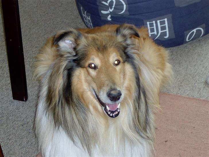 Collie langhåret yankie billede 3