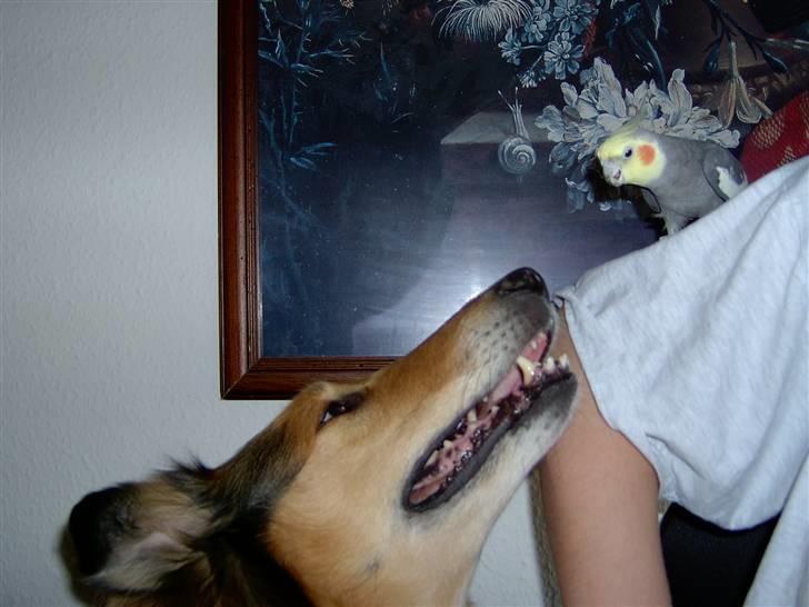 Collie langhåret yankie billede 4