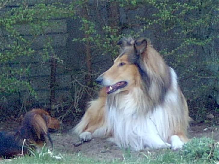 Collie langhåret yankie billede 5