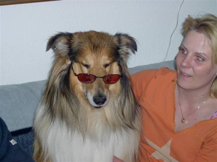 Collie langhåret yankie billede 6