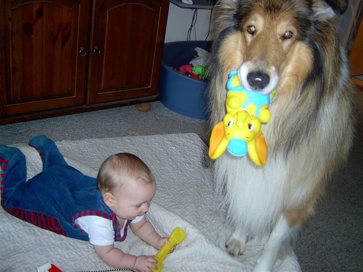 Collie langhåret yankie billede 7