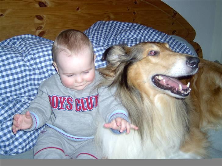 Collie langhåret yankie billede 8