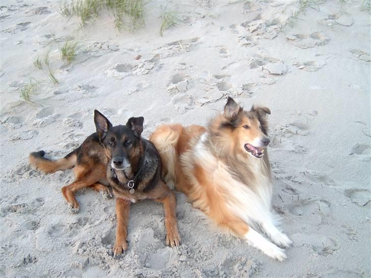 Collie langhåret yankie billede 9