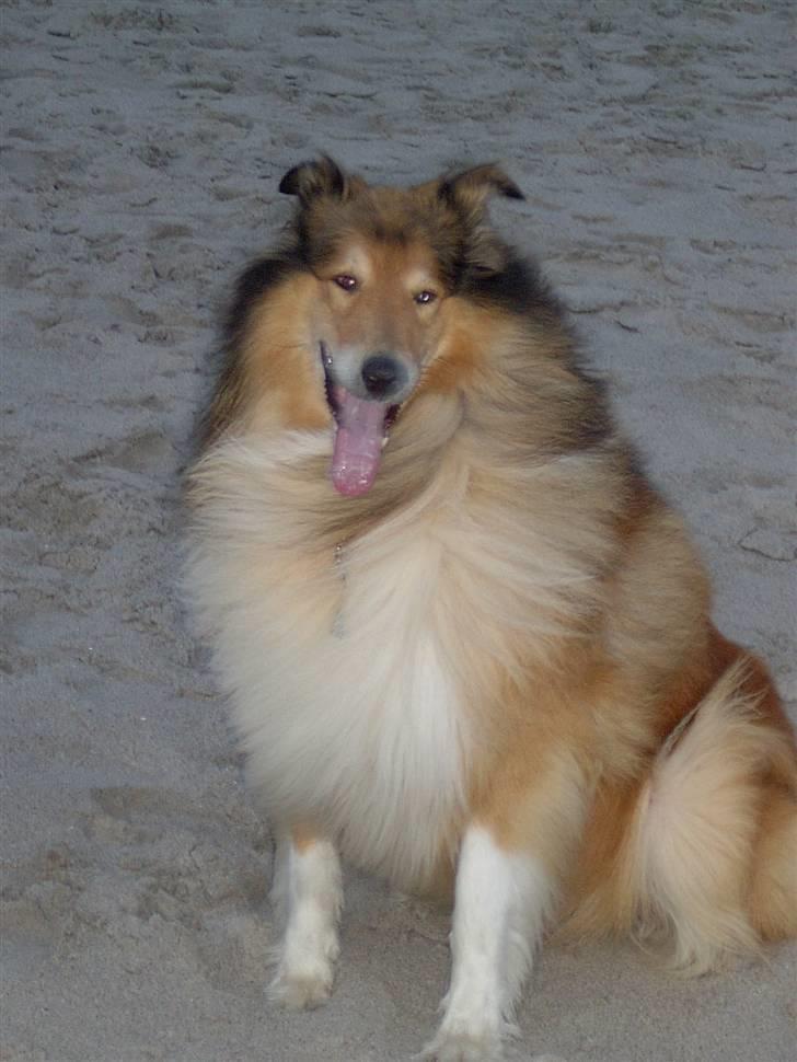 Collie langhåret yankie billede 10