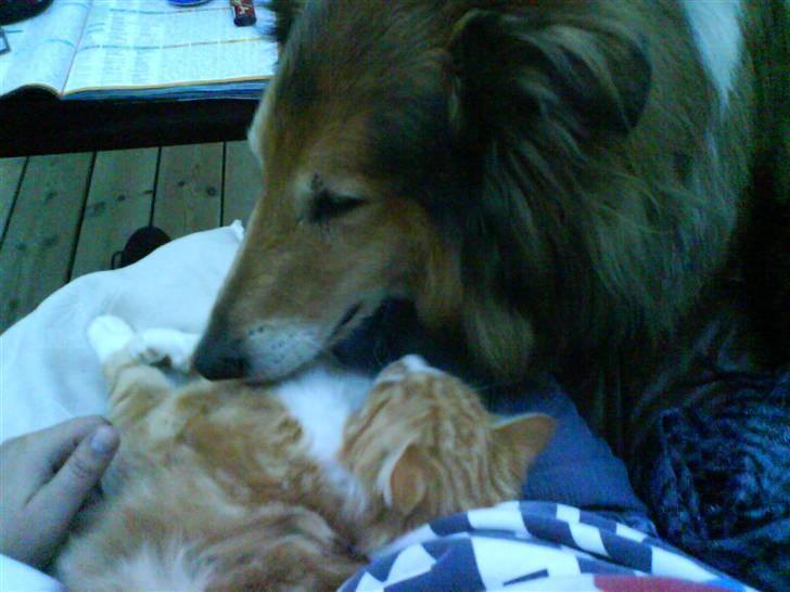 Collie langhåret yankie billede 11