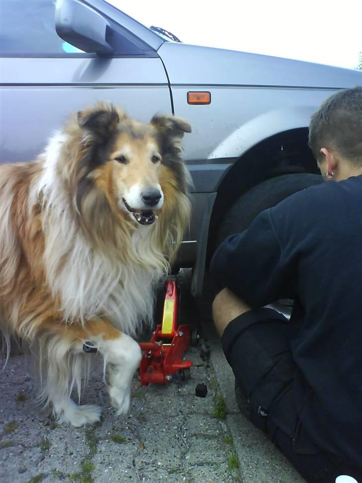 Collie langhåret yankie billede 12