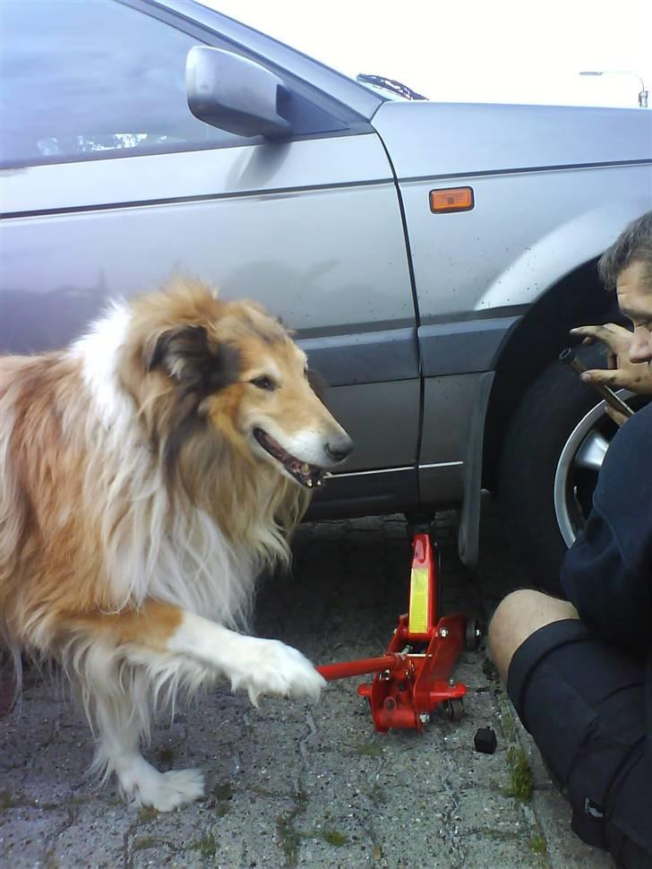 Collie langhåret yankie billede 13