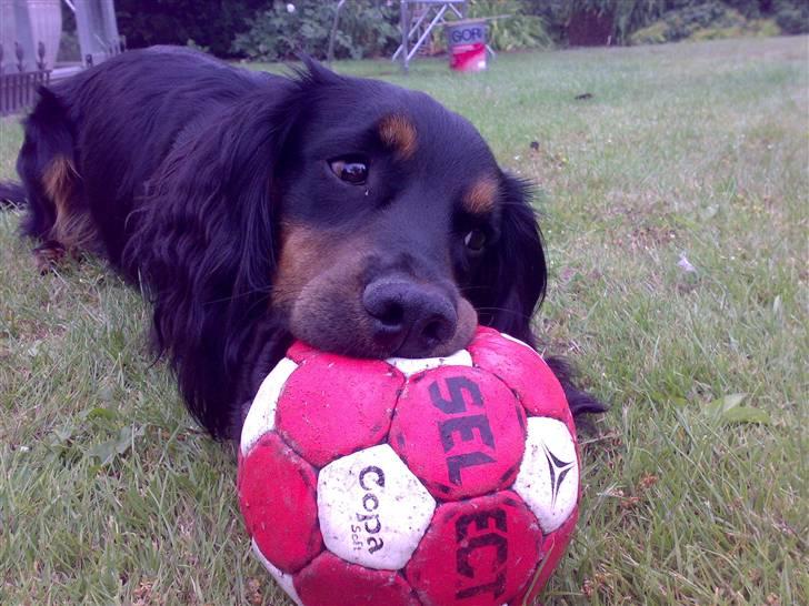 Field Trial spaniel Kenzo - Det er kun min boldt  billede 3
