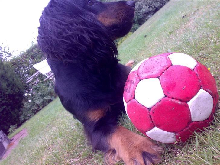 Field Trial spaniel Kenzo - haha billede 4