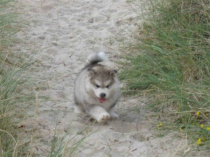Alaskan malamute Malou - Indkald af Iceman på stranden billede 17