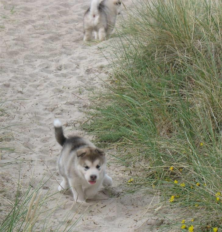 Alaskan malamute Malou - indkald af Venus på stranden billede 18